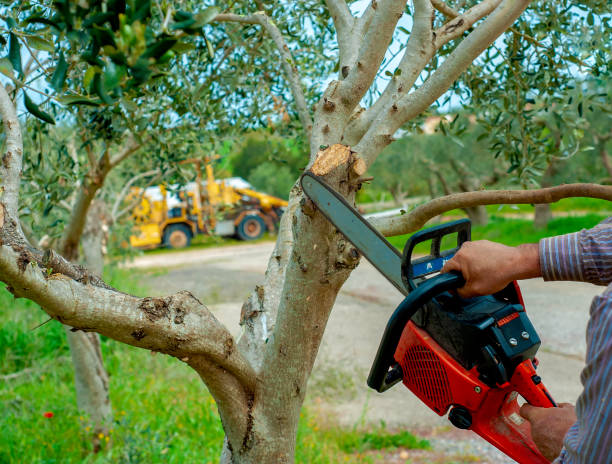 Granite Shoals, TX Tree Service Company